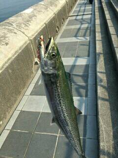 久々のサゴシさん(;´∀`)