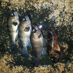 入れ食い泉南メバル