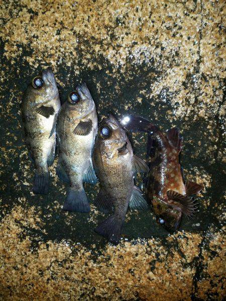 入れ食い泉南メバル