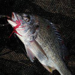 三寒四温の寒。