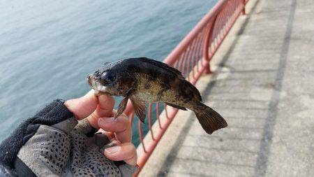 平磯海づり公園