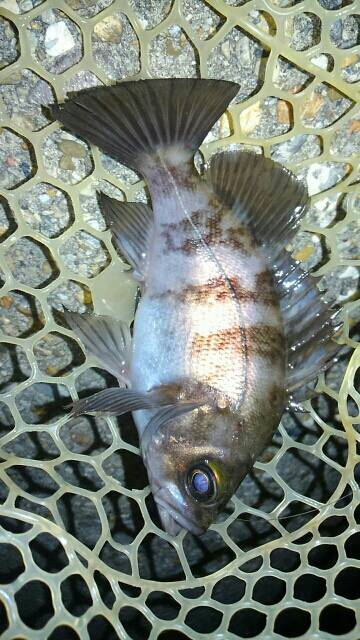 ボラまみれのなか…