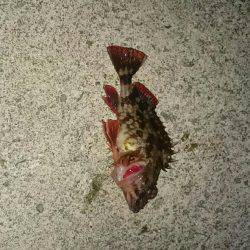 下手くそでしょ❗