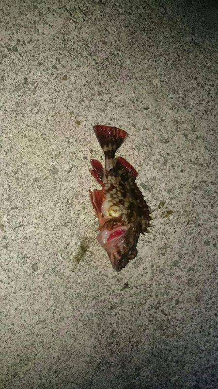 下手くそでしょ❗