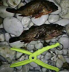 シャローのメバルは何処に！