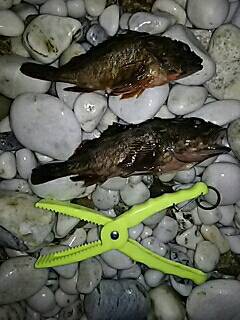 シャローのメバルは何処に！