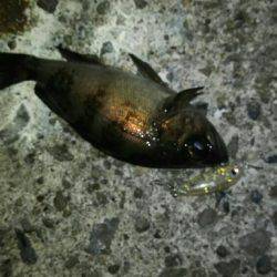 泉南プラッキングメバル