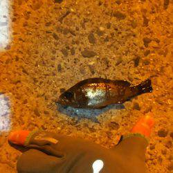 爆風メバリング