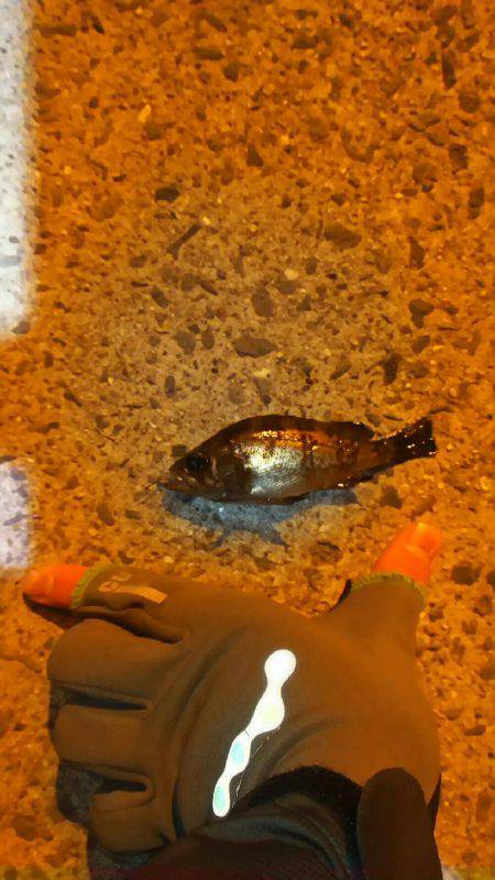 爆風メバリング