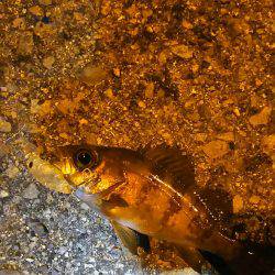 穴釣り後メバリング