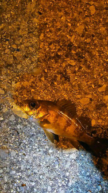 穴釣り後メバリング