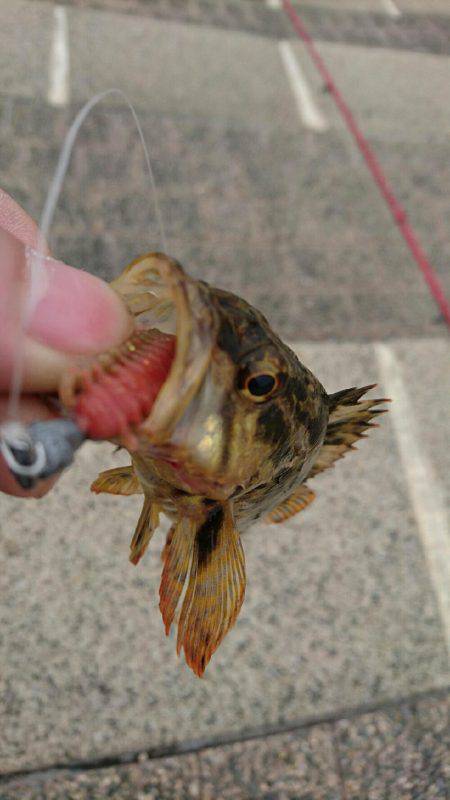 ガッシーは裏切らない♪