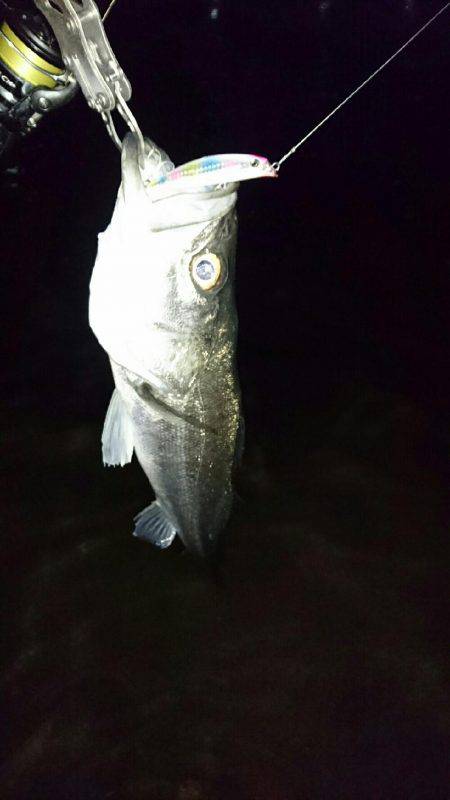 今日はシーバス♪