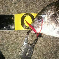 2夜連続チニング釣行in鳴尾