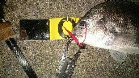 2夜連続チニング釣行in鳴尾