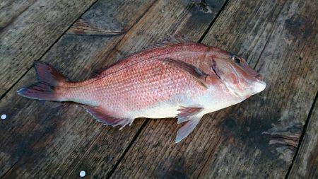 死の海上釣り堀