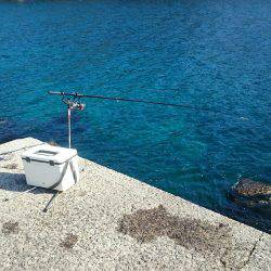 アオリイカボウズ