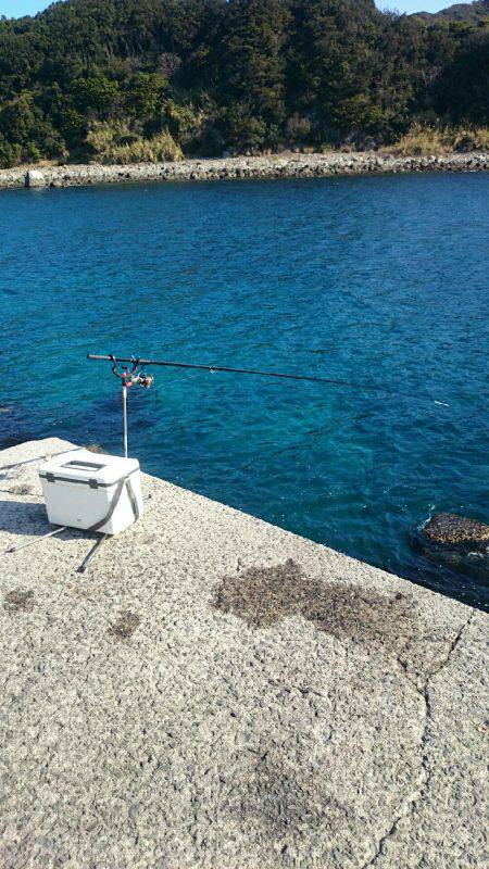 アオリイカボウズ