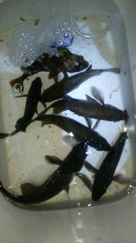 オンスタックルさんのラウンドトリップに参加…