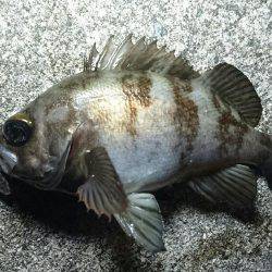 プラッキングメバル