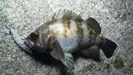 プラッキングメバル