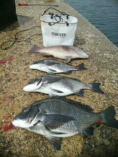 チヌ好調♪須磨海岸一文字