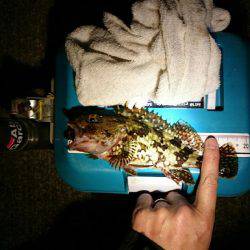 ガシリング調査