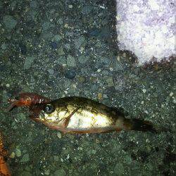 爆風メバリング