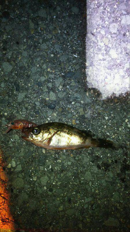 爆風メバリング