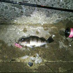 激渋プラッキングメバル