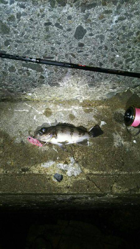 激渋プラッキングメバル