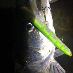 バチ抜けシーバス