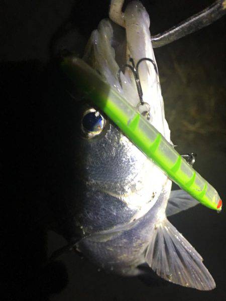 バチ抜けシーバス