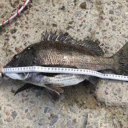 年無しならず…