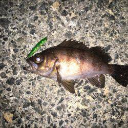 プラッキングメバル