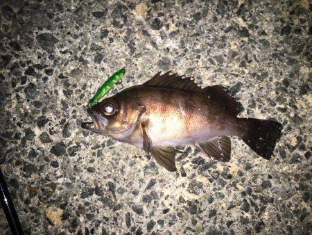 プラッキングメバル