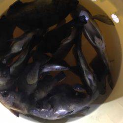 メバル 夜釣り  ポーアイ〜神戸空港