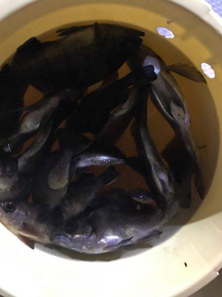 メバル 夜釣り  ポーアイ〜神戸空港