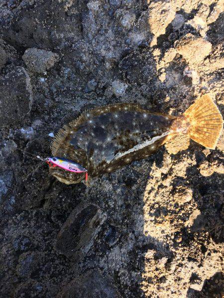 ヒラメまだいます