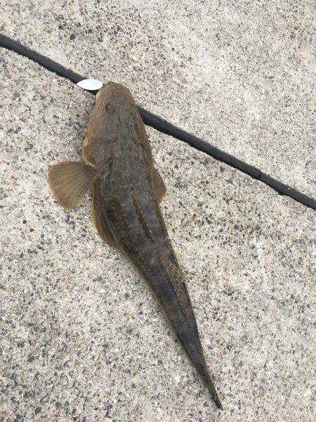 マゴチ釣れました