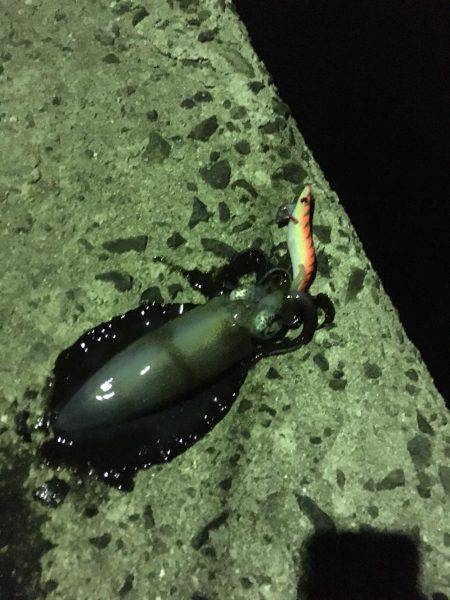 春イカ釣れました