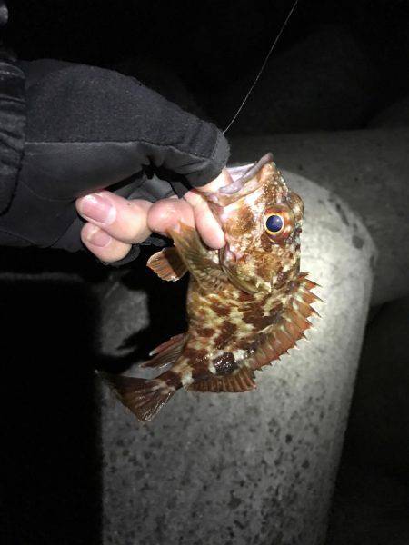 ガシラばっかり