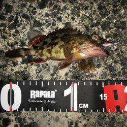 ボウズ逃れの癒しのガシラ