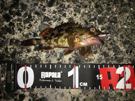 ボウズ逃れの癒しのガシラ