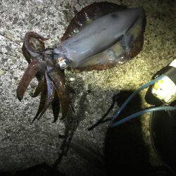 久しぶりのアオリ