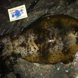 今年初エギングに行って来ました。