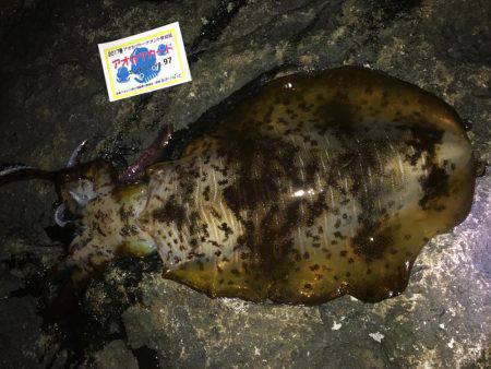 今年初エギングに行って来ました。