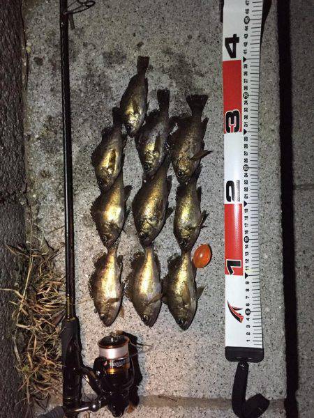 アジングセミナーからのメバリング