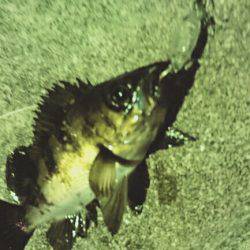 赤潮、プラッキング