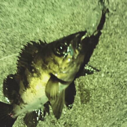 赤潮、プラッキング